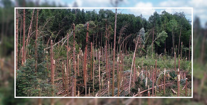 Waldschaden Phasenmodell